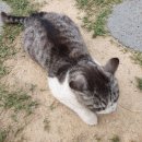 핑코애견 | 밀양 애견동반펜션_핑코하우스(완벽총정리후기)