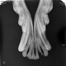 디지레이 이미지