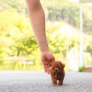 퍼피퍼피 이미지