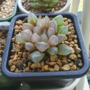 렌즈모아 이미지