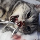 짱구네동물병원 이미지