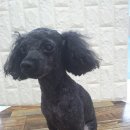 아지양이 펫샵 이미지