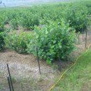 일꾼농장 이미지