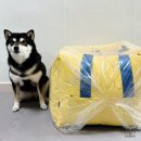 스윗테일 이미지