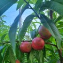 수야농장 이미지