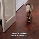 the smallest horse 이미지