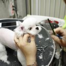 아가펫살롱 이미지