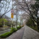 백건우와 모차르트 이미지