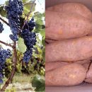 당진제일주유소 이미지