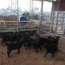 월야축사 이미지