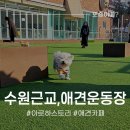 호텔아로하 | 수원 근교 용인 애견카페 아로하스토리, 넓은 애견운동장에서 신나게!