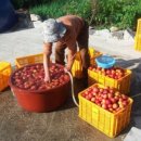 낙원농장3 이미지