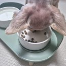 도그홀릭 이미지