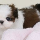 행복한 강아지 이미지