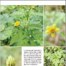 도깨비풀 이미지