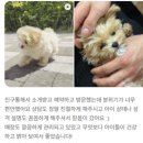 신원동 애견 분양 : 퍼피코 최고 귀염둥이 '버디' 평생 가족을 만났어요!❤️