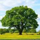 나무그늘 이미지