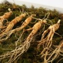 숲속농장 이미지