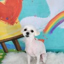 포미펫샵 이미지