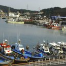 서천 마량리 동백나무 숲 Daum카페