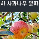 고운잎사과 이미지