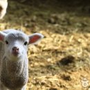 순수목장 이미지