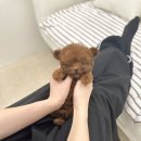 좋은켄넬 | 청라 타이니푸들분양, 왜 메종드켄넬을 선택할까요??