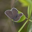 산부전나비(Lycaeides subsolana) 이미지