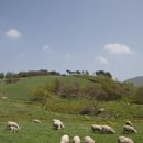 양떼목장 이미지