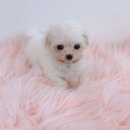 내 품안의 반려견 이미지