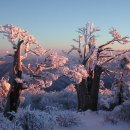 2018년1월 신년산행 태백산(1557M)눈꽃산행(눈축제) 이미지