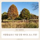 세븐일레븐 의왕레솔레파크점 | 의왕 왕송호수공원 맨발길 산책 레일바이크 가을 단풍 데이트 코스 추천!