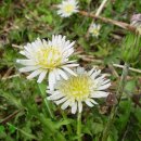 하얀민들레 이미지