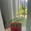 라나엄마 | 아이랑 함께 다이소 토마토 키우기🍅 잘 키우는 방법 + 한 달 후기, 분갈이 후기