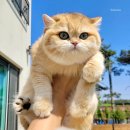 봉봉캐터리 이미지