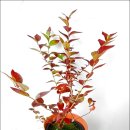 썬샤인브릿지 이미지