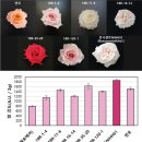 에이치에이치 코리아