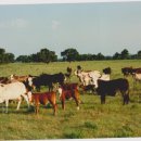 양편농장 이미지