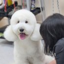 웰니스 펫뷰티 이미지