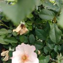 산목련 Daum카페