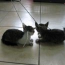 김정복동물병원 이미지