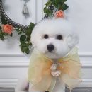 애견미용 나나엄마 이미지