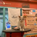 청춘 고양이 카페 | 홍대 놀거리 / 사람에게 잘 다가오는 고양이 천국 : 청춘 고양이카페