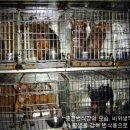 몽이 애견샵 이미지