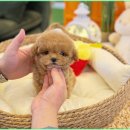 블리독고양이강아지분양말티푸비숑포메라니안 | 블리독수원점 고양이강아지분양 미니비숑프리제말티푸포메입양으로 시작하는 새로운 여정