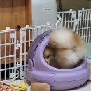 럭키켄넬 이미지