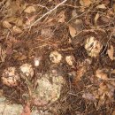 대지-2010 이미지