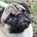 미사 센트럴 동물병원 이미지