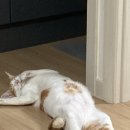 도기냐미 이미지