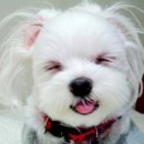 웃는강아지 이미지